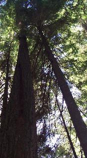 tall trees