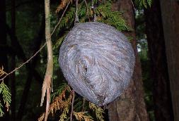 wasp nest