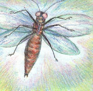 insect
