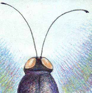 antenna