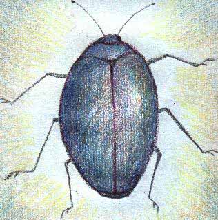 beetle