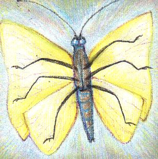 butterfly