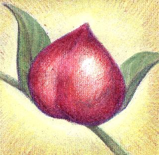 fruit