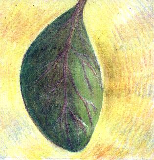 leaf