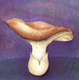 mushroom