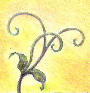 vine